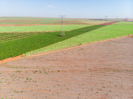 Aerial image of coffee plantation in Brazil.