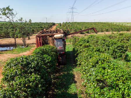 Machine in the field harvesting coffee in the plantation of Brazil.の写真素材