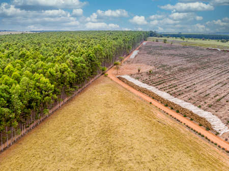 Beautiful eucalyptus plantation and eucalyptus trunks cut to the ground.の写真素材