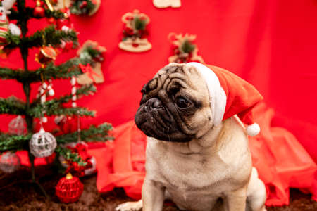 Christmas pet photography with pug dogの写真素材
