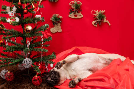 Christmas pet photography with pug dogの写真素材