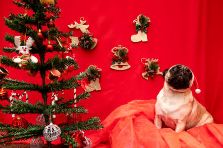 Christmas pet photography with pug dogの写真素材