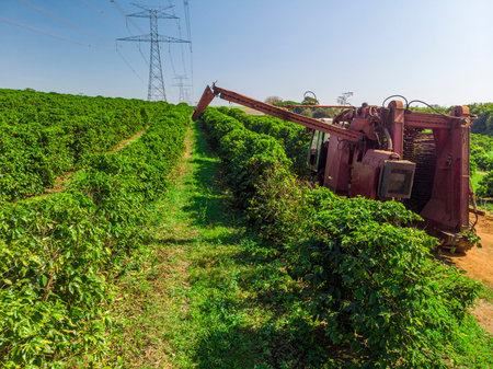 Machine in the field harvesting coffee in the plantation of Brazil.