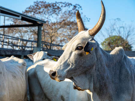 Portrait of an ox confined in the auction stall stable.の写真素材