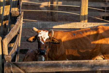 Portrait of an ox confined in the auction stall stable.の写真素材