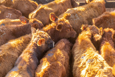 Livestock in confinement, oxen, cows, sunny day.
