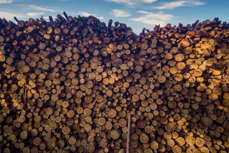 Pile of cut wood, pine, eucalyptus.の写真素材