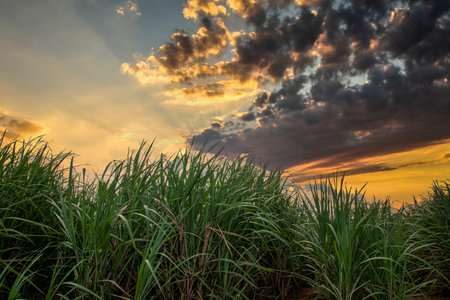 sugar cane plantation on a sunset.の写真素材