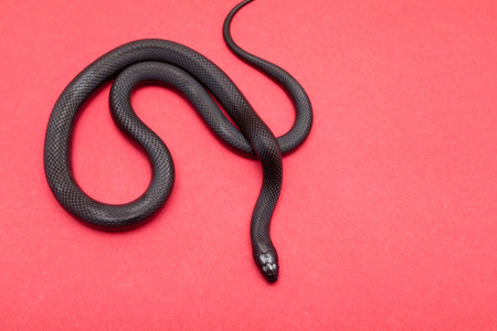 The Mexican black kingsnake (Lampropeltis getula nigrita) is part of the largest colubrid family of...
