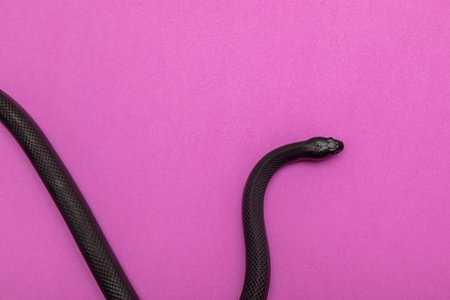 The Mexican black kingsnake (Lampropeltis getula nigrita) is part of the largest colubrid family of snakes, and a subspecies of the common kingsnake.の写真素材