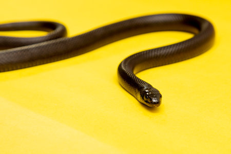 The Mexican black kingsnake (Lampropeltis getula nigrita) is part of the largest colubrid family of snakes, and a subspecies of the common kingsnake.の写真素材