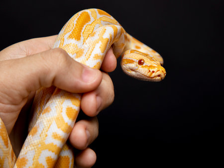 Python molurus bivitattus is one of the largest species of snakes. It is native to a large area of Southeast Asia but is found as an invasive species elsewhere.の写真素材
