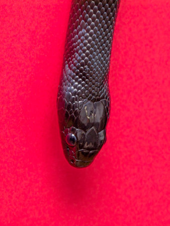 The Mexican black kingsnake (Lampropeltis getula nigrita) is part of the largest colubrid family of snakes, and a subspecies of the common kingsnake.の写真素材