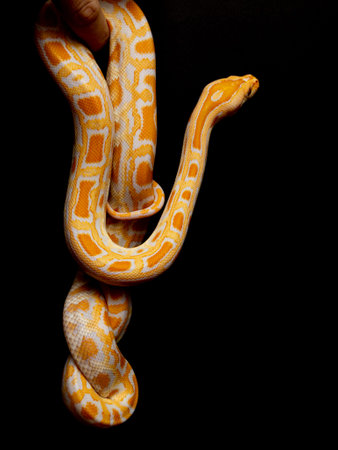 Python molurus bivitattus is one of the largest species of snakes. It is native to a large area of...