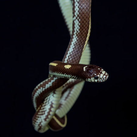 The California kingsnake (Lampropeltis californiae) is a nonvenomous colubrid snake endemic to the...