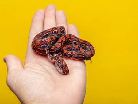 Epicrates cenchria is a good species endemic to Central and South America. Common names include the rainbow boa, and slender boa.の写真素材