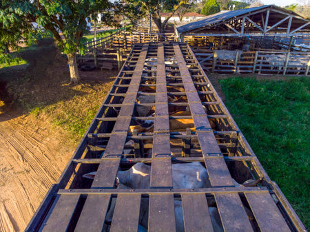 Truck loaded with oxen during the dayの写真素材