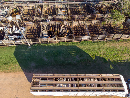 Truck loaded with oxen during the dayの写真素材