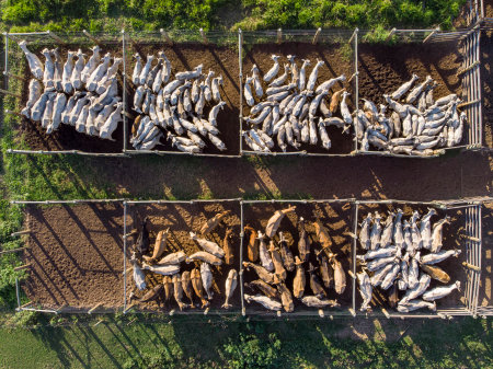 Livestock in confinement, oxen, cows, sunny day.の写真素材