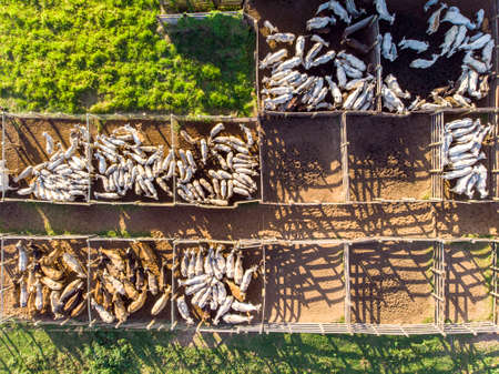 Livestock in confinement, oxen, cows, sunny day.の写真素材