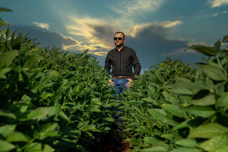 Young farmer wearing a hat in the soy field.の写真素材