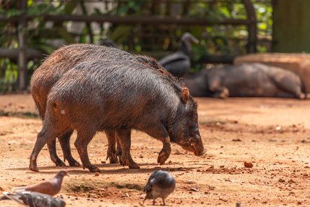 The wild boar (Sus scrofa), also known as the "wild swine", "common wild pig", or simply "wild pig", is a suid native to much of Eurasia and North Africa, and has been introduced to the Ameriの写真素材