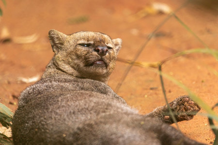 The jaguarundi (Herpailurus yagouaroundi, is a wild cat native to the Americas.