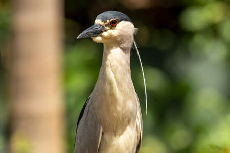 The striated heron (Butorides striata) also known as mangrove heron, little heron or green-backed, is a small, about 44 cm tallの写真素材
