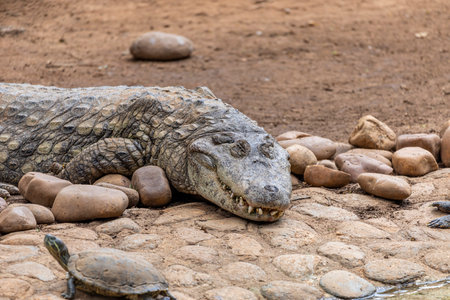 Alligator sunbathing on the grassの写真素材