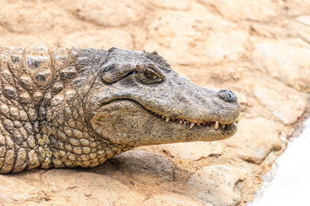 Alligator sunbathing on the grassの写真素材