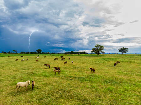 Thoroughbred horses grazing at cloudy day in a field.の写真素材