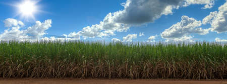 Sugarcane field with blue sky. sugarcane is a grass of poaceae family. it taste sweet and good for health.の写真素材