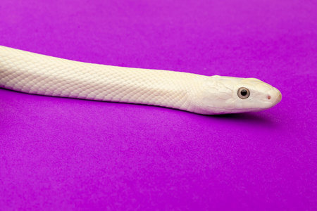The Texas rat snake (Elaphe obsoleta lindheimeri) is a subspecies of rat snake, a nonvenomous...