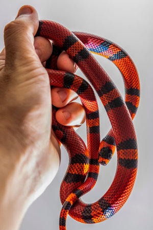 Lampropeltis triangulum, commonly known as the milk snake or milksnake, is a species of kingsnake.の写真素材
