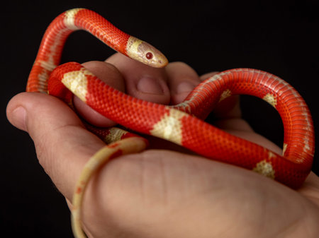 Lampropeltis triangulum, commonly known as the milk snake or milksnake, is a species of kingsnake.