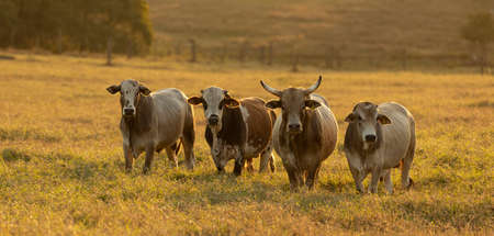 Oxen grazing in the sunset.の写真素材