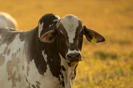 Portrait of bull in pasture at sunset..の写真素材
