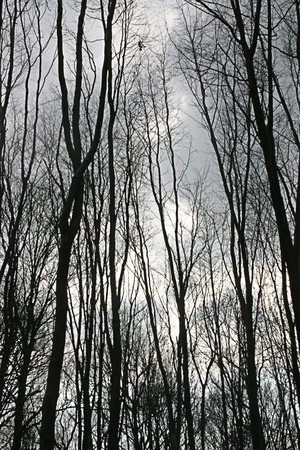 Black vertical trunks and branches against a background of a sky
