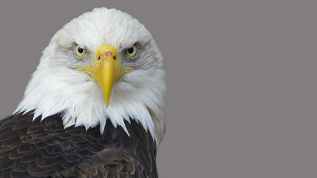 American eagle's head on a gray background.の写真素材