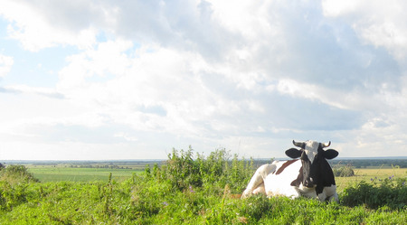 Cow grazing on meadow in the farm.の写真素材