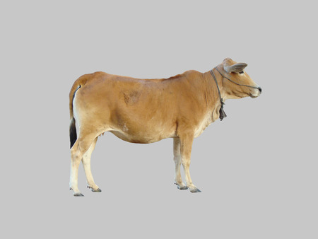 Young cow in profile on isolated gray background.の写真素材