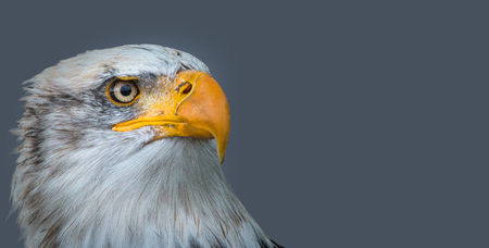 Bald eagle bird head for postcard designの写真素材
