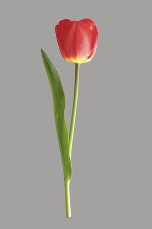 Red tulip flower on an isolated background.の写真素材