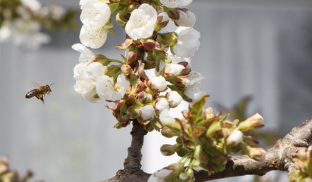 Insect bee flies on opened cherry flowers.