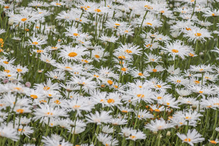 Blooming chamomile plant in the summer field.の写真素材