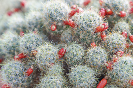 Spiny cactus plant.Peyote.Flowers, buds, fruits of cactus.Cactaceae.Peyote