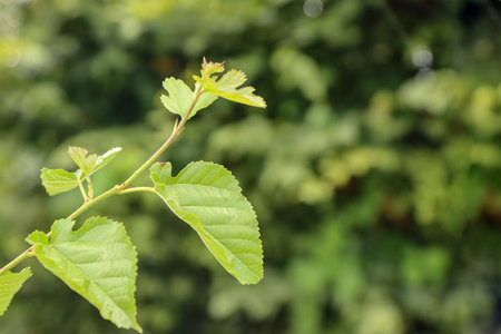 Mulberry tree branch with leaves on a vegetable background.の写真素材