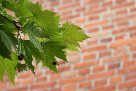 Branch of a tree with leaves on a brick wall background.