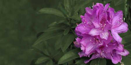 Flowering of the Rhododendron shrub with pink inflorescences.の写真素材