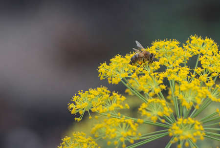 Insect bee, collects nectar and pollen from the plant.の写真素材